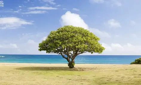 梳理今年5个月爆火文旅IP，平均寿命只有25天 - 云笔网策