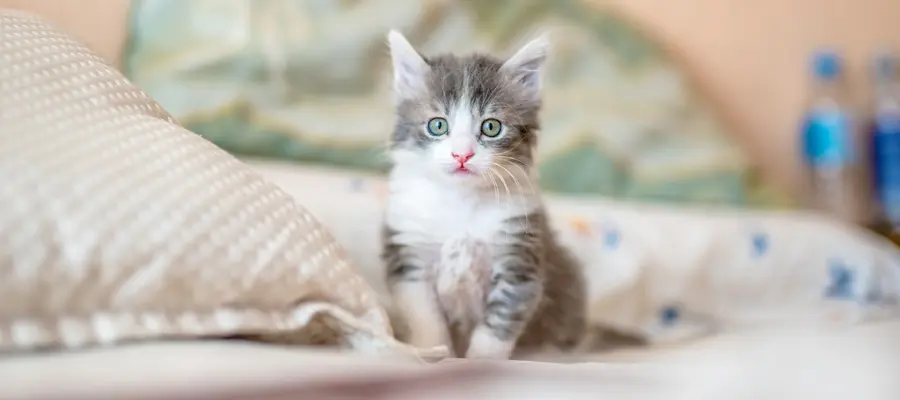 玩梗的“安全边界”：从九阳与品客看热点营销的文化风险控制(图1)