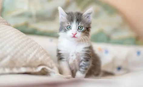 玩梗的“安全边界”：从九阳与品客看热点营销的文化风险控制 - 云笔网策