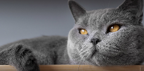 用“数字语言”重构宠物品牌信任体系 | 设计大赛案例赏析(图11)