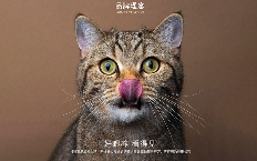 用“数字语言”重构宠物品牌信任体系 | 设计大赛案例赏析 - 云笔网策