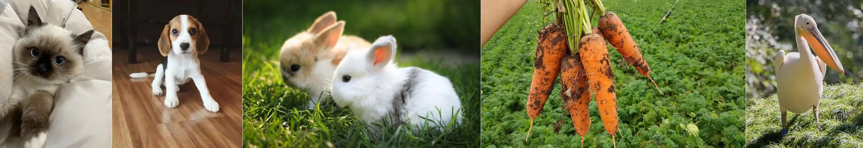 暹罗厘普IP成功密码：四荤一素如何俘获年轻人芳心-云笔网策(图12)